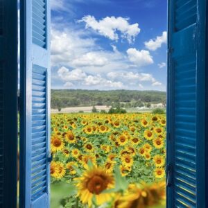 Blue windows with shutters open to a sunflower field