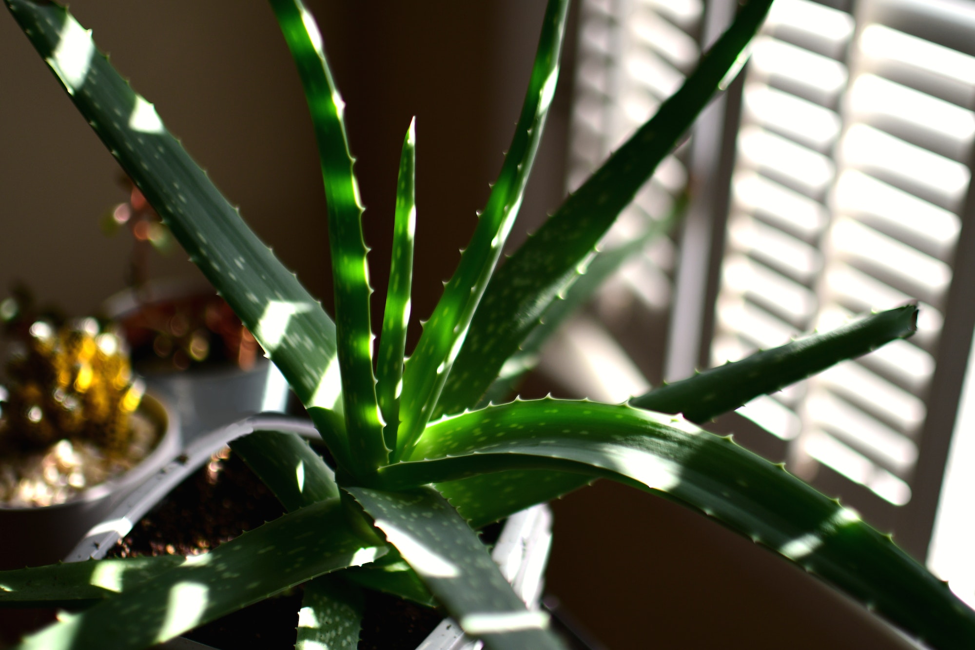 Aloe plant in the early morning sunlight filtering through plantation shutters blinds.