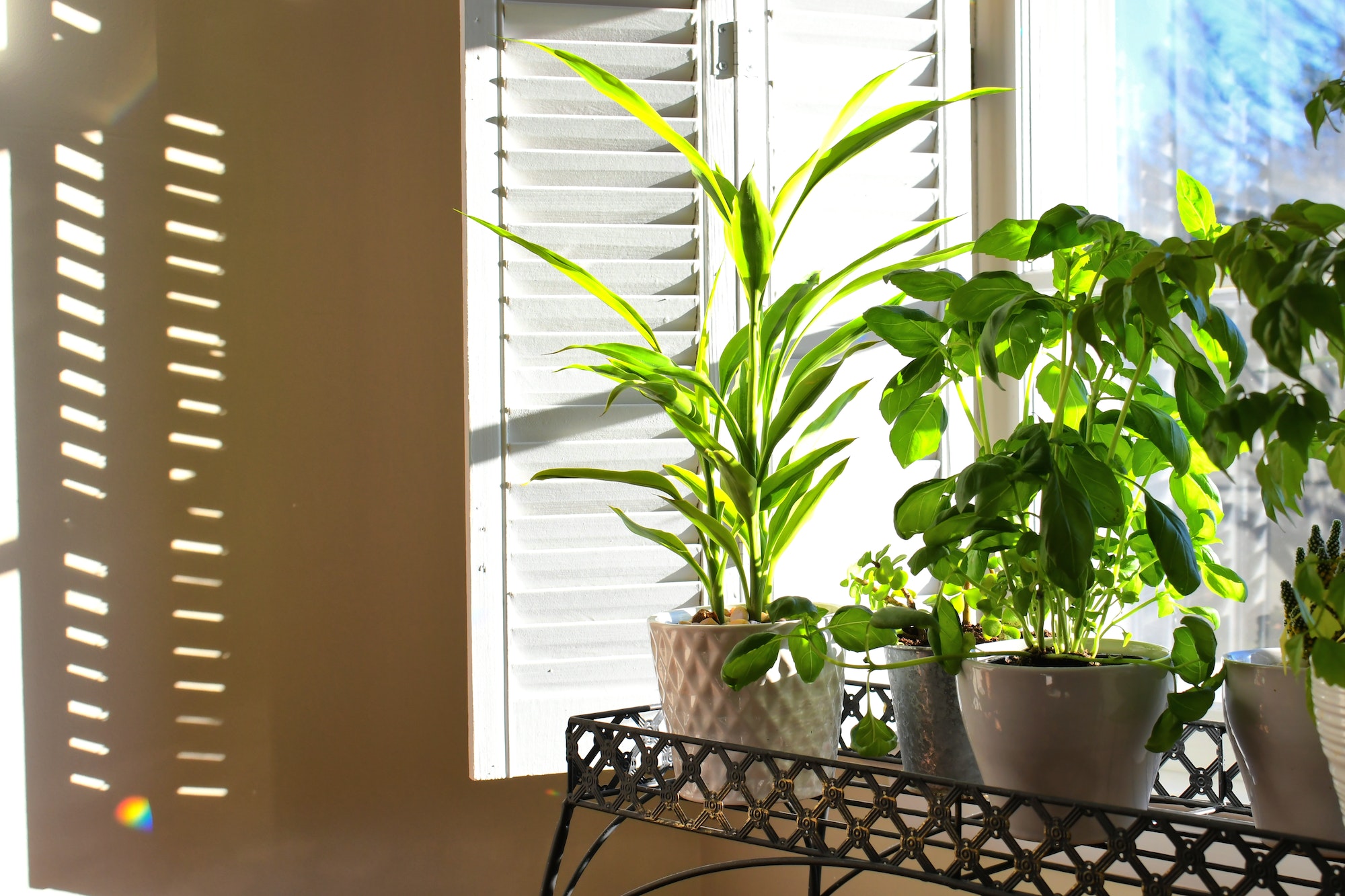Plants growing in a sunny window. Early morning light shadows with white plantation shutters.