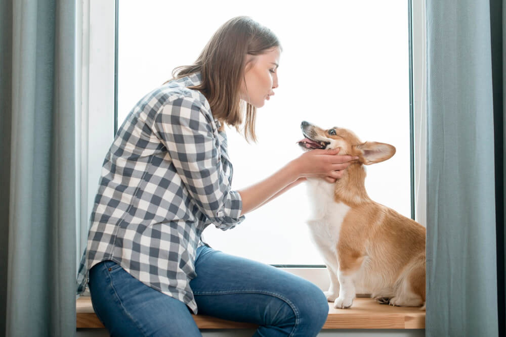 pet-friendly window